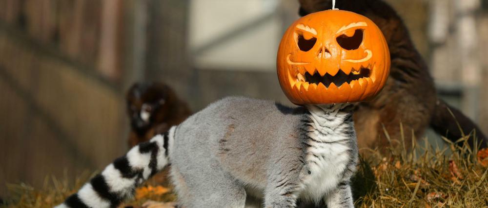 Im Zoo von Edinburgh trägt sogar ein Lemur eine Halloween-Maske (Archivbild).