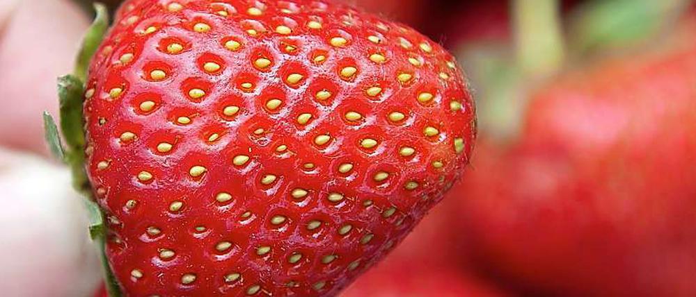 Erdbeeren aus China waren mit Noroviren verseucht.