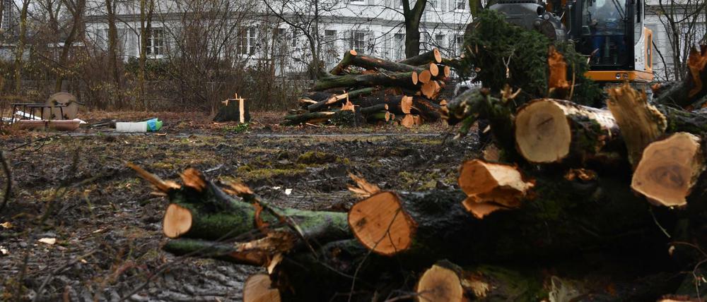 Der Ärger um Baumfällung in Pankow geht weiter.