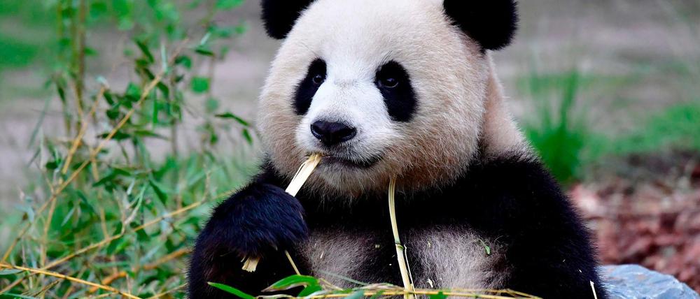 Guten Appetit: Meng Meng kaut in ihrem Gehege auf einem Stück Bambus herum.