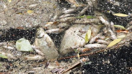 Tote Fische in einem Hafenbecken (Symbolbild)