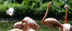 Der Umbau des Tierparks wird auf Sparflamme laufen - die Flamingos fühlen sich trotzdem wohl.