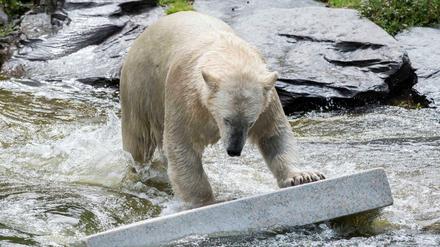 Surfen im Internet birgt Gefahren. Dass der Ticketkauf bei Zoo und Tierpark riskant sein könnte, haben Kunden wohl nicht gedacht. Das Foto zeigt Eisbär Hertha im Zoologischen Garten.