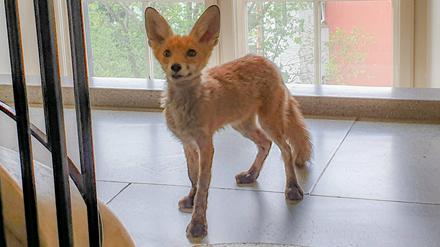 Tierischer Besucher: Ein Fuchs hat es in das Dienstgebäude der Berliner Sozialverwaltung geschafft.