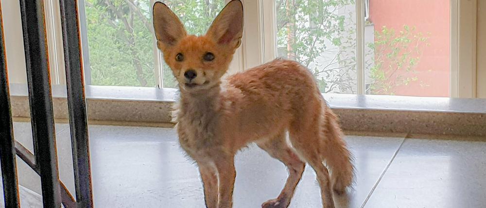 Tierischer Besucher: Ein Fuchs hat es in das Dienstgebäude der Berliner Sozialverwaltung geschafft.