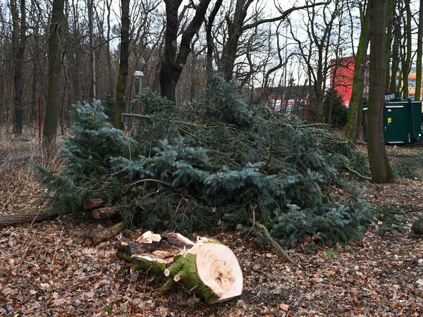 Was vom Weihnachtsbaum übrigblieb: die Reste der Union-Tanne am Waldweg.
