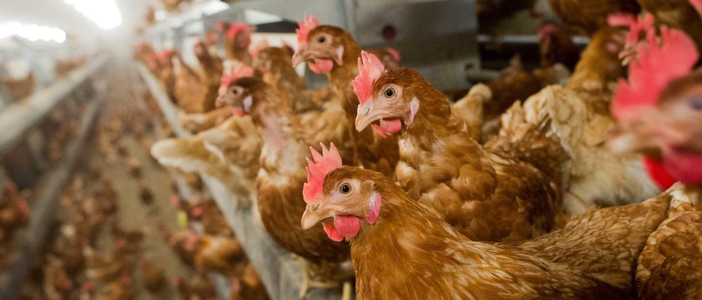 Hühner auf der Stange: In Brandenburg will eine breites Bündnis von Umwelt- und Tierschutzverbänden per Volksbegehren große Mastanlagen stoppen.