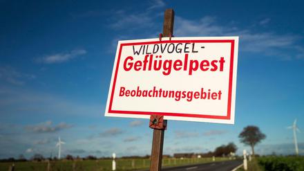 In Brandenburg mussten derzeit 140.000 Stück Geflügel in neun Betrieben und einer Kleinsthaltung getötet werden. (Symbolbild)