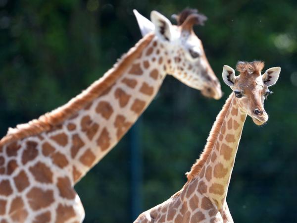 Die Giraffen-Jungtiere Dorle und Jule im Tierpark. 