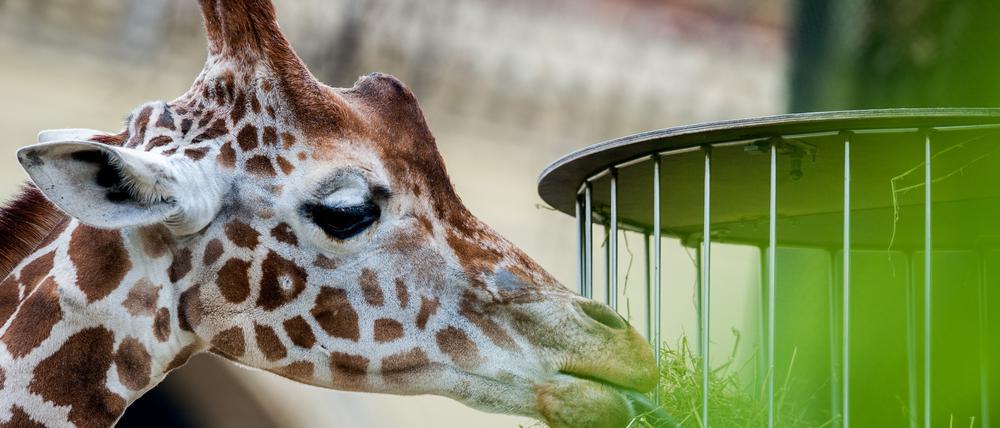 Symbolbild. Eine Giraffe frisst Heu aus einem hoch gehängten Korb in einem Gehege im Berliner Zoo. Mit einer neuen Futterhängevorrichtung ist jetzt ein Unglück passiert.