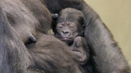 Gorilla-Mutter Bibi mit ihrem neu geborenen, und noch namenlosen, Jungtier im Arm.
