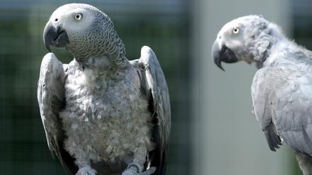 Der Kongo-Graupapagei ist einer der beliebtesten Vogelarten bei deutschen Hobbyhaltern