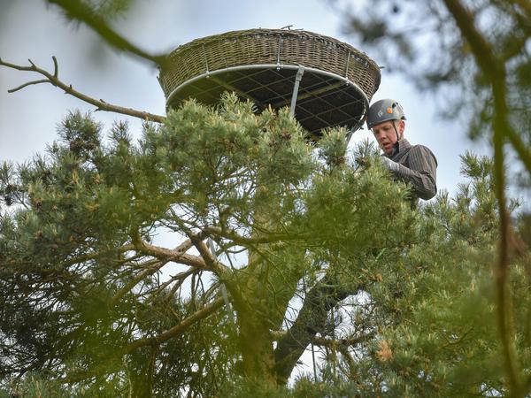 Winfried Nachtigall vom Arbeitskreis Wanderfalkenschutz e.V. ist auf die Spitze einer Kiefer im Sauener Forst geklettert, um den Wanderfalken-Nachwuchs zu beringen.