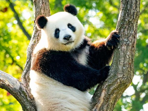 Panda-Weibchen Meng Meng.