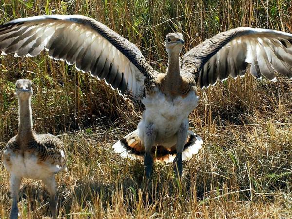 Zwei Großtrappen in den Belziger Landschaftswiesen. Die Vögel gelten als die größten flugfähigen Vögel der Welt und sind vom Aussterben bedroht. 