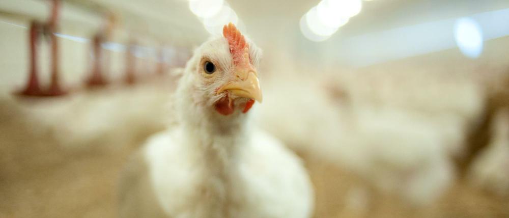 Lebensmittelprüfer Hähnchenfleisch aus Berlin und Brandenburg kontaminiert