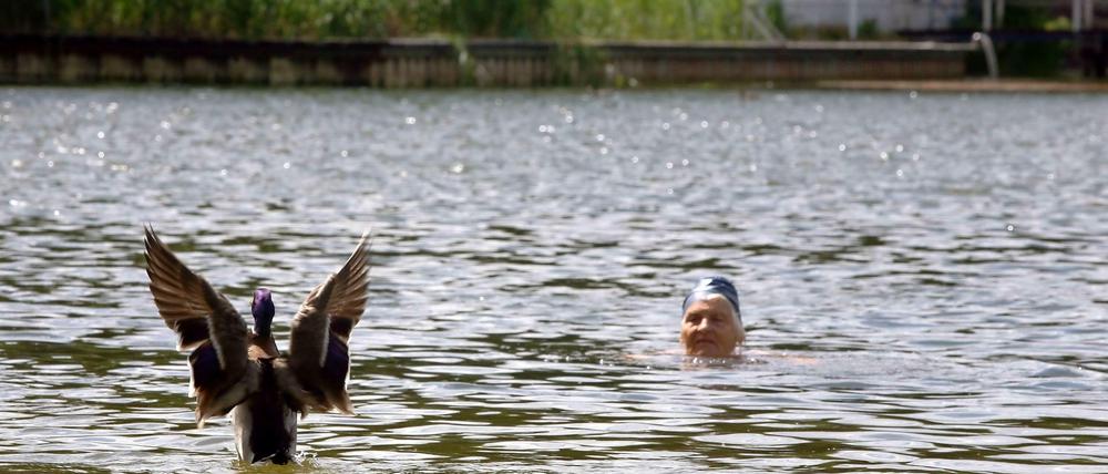 Eine Frau schwimmt mit einer Ente trotz Badeverbots im Halensee. In den kommenden ein bis zwei Jahren soll das auch wieder offiziell möglich sein.