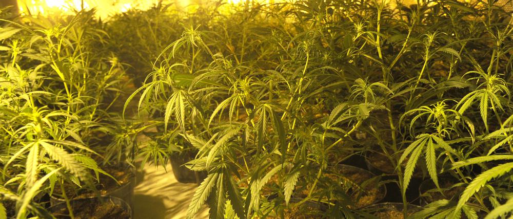 Von der Polizei enttarnte Cannabis-Plantage.
