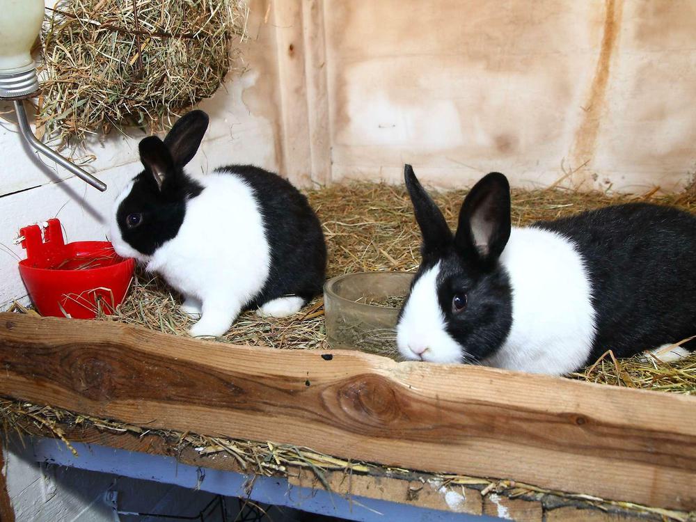 Kaninchen in Berlin Der Züchter Das Raubtier im Hasenstall
