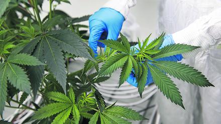 Drei Unternehmen in Deutschland dürfen bereits Cannabis anbauen dürfen – allerdings bisher nur für den medizinischen Gebrauch. 