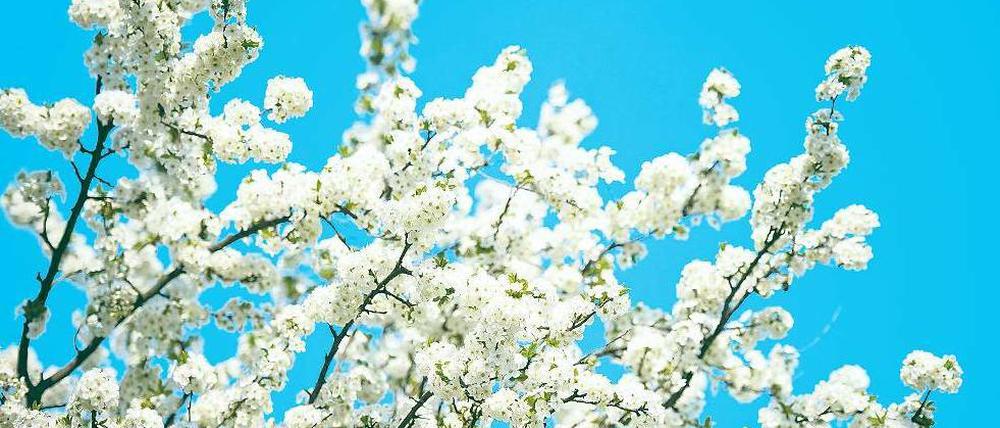 In voller Pracht. Die Kirschbäume blühen, die Menschen pilgern nach Werder. Bis 2. Mai wird dort noch gefeiert. Foto: dpa