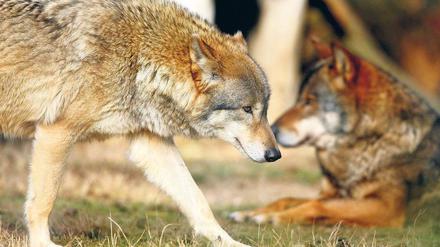 Zurück in Deutschland. Diese Wölfe kann man im Wildpark Johannismühle beobachten. Íhre frei lebenden Artgenossen in der Lausitz bekommt kaum ein Mensch zu sehen. Foto: ddp