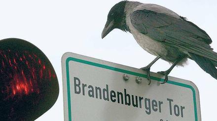 Kein seltener Vogel mehr. Nebelkrähen haben sich in Berlin stark vermehrt.