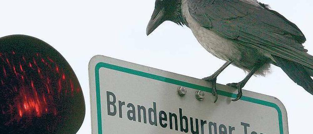 Kein seltener Vogel mehr. Nebelkrähen haben sich in Berlin stark vermehrt.