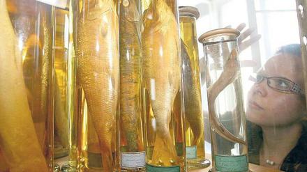 In der Fisch-Abteilung. Auch diese Gläser werden bis September in den wiederaufgebauten Ostflügel des Naturkundemuseums gebracht. Mehrere hundert Wissenschaftler im Jahr nutzen die bis ins 18. Jahrhundert reichenden Sammlungen für ihre Arbeit. Foto: Stephanie Pilick/dpa