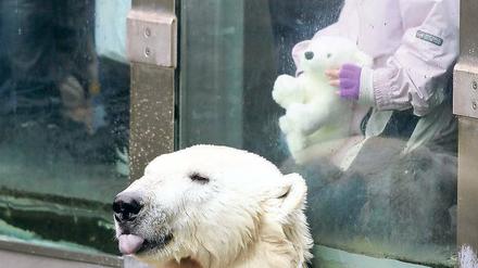 Bärig. Knut sucht stets die Nähe zu den Menschen, heißt es im Zoo. Früher posierte hier Knuts Vater Lars. 