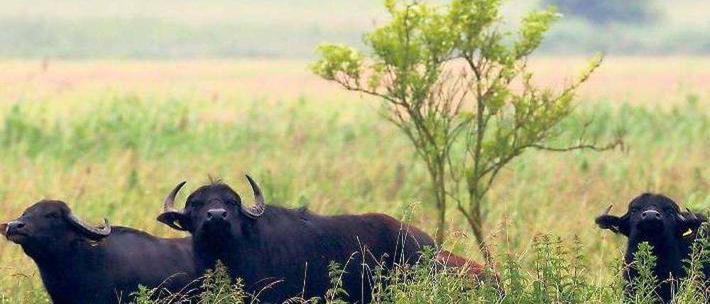 Naturreservat. Wasserbüffel grasen auf einer Weide bei Gartz. Der Nationalpark Unteres Odertal ist inzwischen 15 Jahre alt. Doch die Natur wird noch lange brauchen, bis das Schutzgebiet sich zur Wildnis entwickelt hat. Foto: dapd/Michael Urban