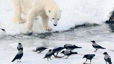 Mitesser. Je dicker die Schneedecke, desto schwieriger die Futtersuche für die Vögel. Einige Krähen versorgen sich im Eisbärengehege des Zoos.