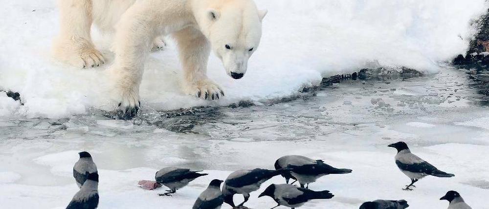 Mitesser. Je dicker die Schneedecke, desto schwieriger die Futtersuche für die Vögel. Einige Krähen versorgen sich im Eisbärengehege des Zoos.