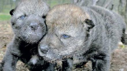 Kleine Räuber. Der Wildpark Schorfheide ist bekannt für seine Wölfe – allerdings leben sie hier in einem weitläufigen Gehege. Foto: ZB