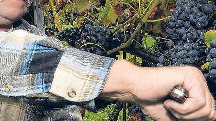 Bald ist Lese-Zeit. Winzer Klaus Wolenski pflückt rote Trauben auf seinem Weingut Klosterhof Töplitz. Erstmals erzeugt er ab diesem Jahr seinen Wein komplett selbst.Foto: dapd