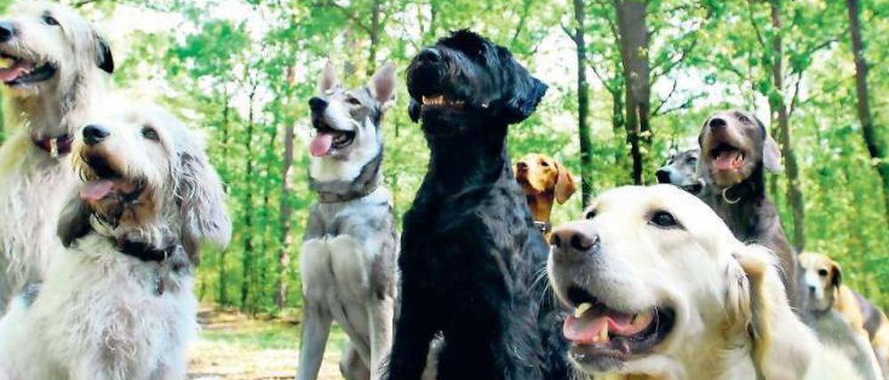 Belle-vue. In vielen Parks laufen Hunde frei herum – dabei gilt in den so genannten geschützten Grünanlagen der Leinenzwang. 