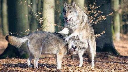 Wieder da. Die Wölfe breiten sich langsam wieder aus. Vielen sind die wilden Waldbewohner allerdings nicht geheuer – dabei gilt der Wolf für Menschen in der Regel als ungefährlich. Foto: dapd