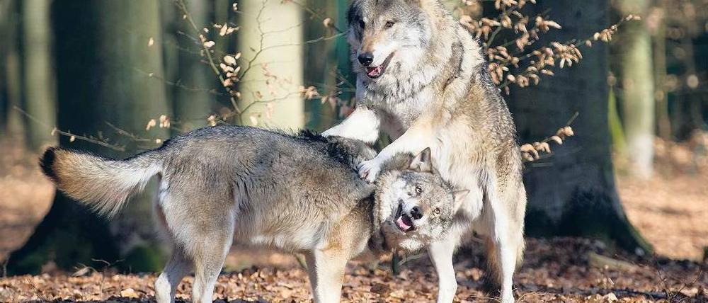 Wieder da. Die Wölfe breiten sich langsam wieder aus. Vielen sind die wilden Waldbewohner allerdings nicht geheuer – dabei gilt der Wolf für Menschen in der Regel als ungefährlich. Foto: dapd