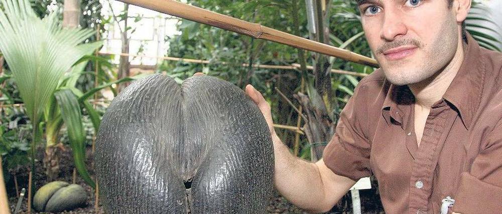 Selten wie der Panda. Die Seychellenpalme und ihre 7,5 Kilo schwere Nuss. Foto: dapd