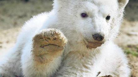 Hoch die Tatze. So behalten viele Zoofreunde Eisbär Knut in Erinnerung. Foto: dpa