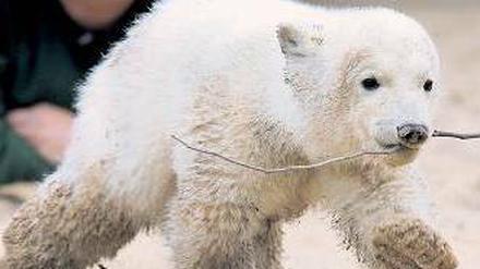 So liebten sie ihn. Vor rund einem Jahr starb Eisbär Knut.