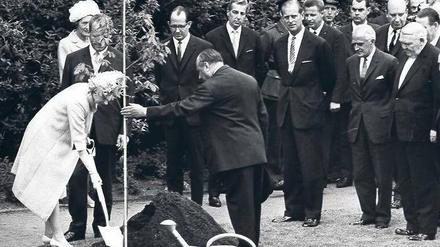 Königin der Blätter. Bei ihrem ersten Besuch in West-Berlin 1965 pflanzte Elisabeth II. im Englischen Garten eine Eiche (vom Laub verdeckt der Regierende Bürgermeister Willy Brandt, Prinz Philip - rechts der Mitte - und Bundeskanzler Ludwig Erhard - ganz rechts.