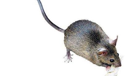 Niedlich? Vielleicht. Schädlich? Ja, auch. Ratten können verschiedene Krankheiten übertragen. Sie zu bekämpfen, ist Pflicht.