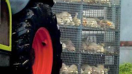 Traurige Fracht. Getötete Enten werden in einem Käfig weggebracht und entsorgt. In dem Betrieb, in dem sie lebten, war das Vogelgrippe-Virus nachgewiesen worden. 