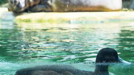 Immer liquide. Ein Flusspferd und ein Wasservogel im Zoo. Neben diesen beiden leben auf der 35 Hektar großen Anlage mehr als 17 000 Tiere, die fast 1600 Arten angehören. Foto: Hannibal/dpa