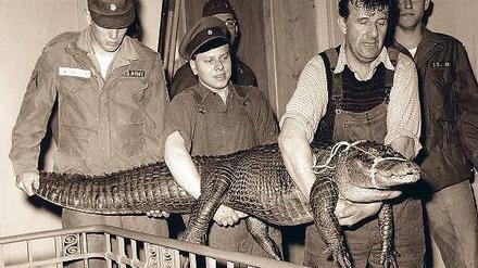 1952 wurde der Alligator Swampy von einer Berliner US-Einheit, der er als Maskottchen diente, dem Zoo-Aquarium geschenkt.