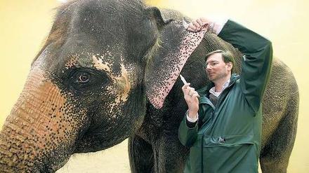 Streichelzoo. Der neue Direktor Andreas Knieriem – hier noch mit Elefantenkuh in Hellabrunn – befürwortet Erlebnisgehege.