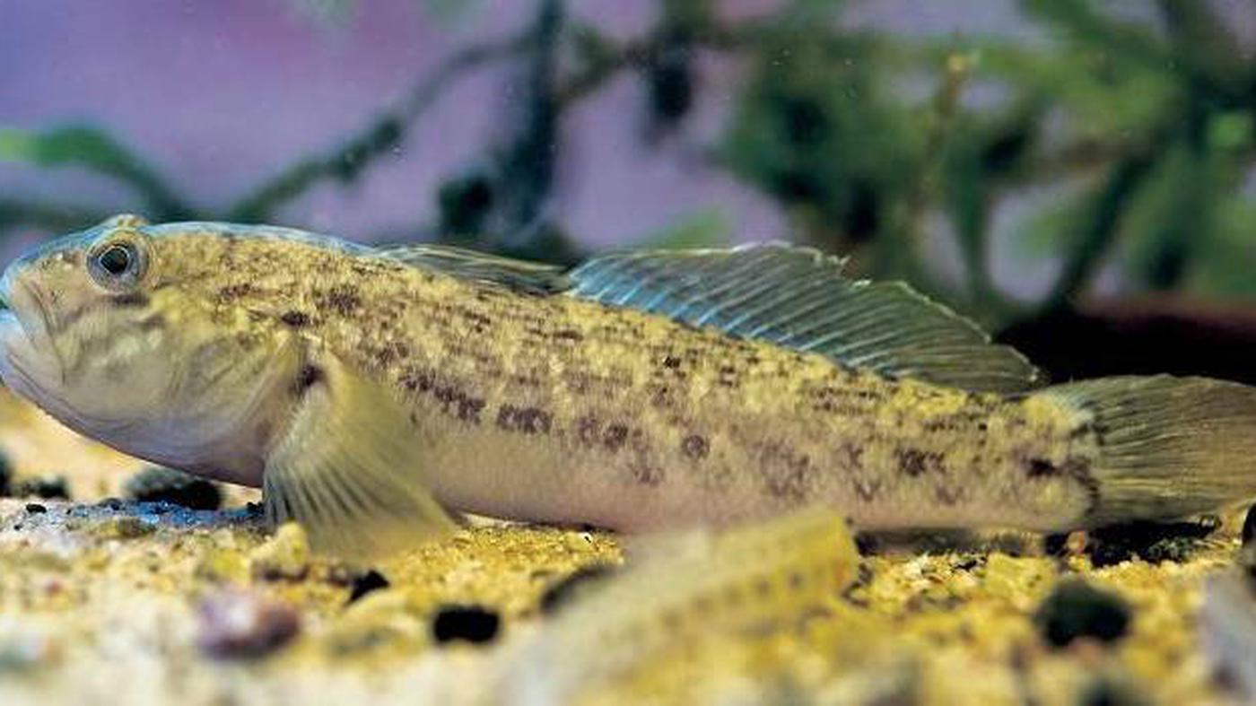 Berlin Die Räuber sind aufgetaucht