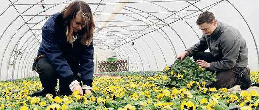 Es grünt so gelb. Auszubildende in einem Gewächshaus der Bezirksgärtnerei Charlottenburg-Wilmersdorf im Grunewald bereiten schon Stiefmütterchen zum Verkauf vor. Die Gärtnerei züchtet Pflanzen für mehrere Bezirke.