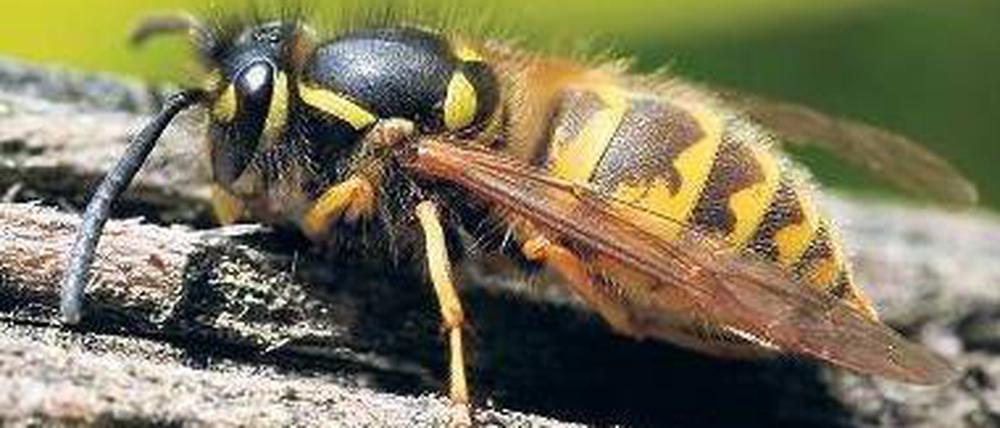 Steht auch auf Zunge: Die Wespe meint es im Grunde gut, sie braucht nur ein bisschen Zucker-Energie oder tierisches Protein für ihre niedlichen Larven. 